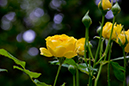 %_tempFileNameFlora%2007%