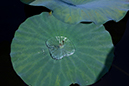 %_tempFileNameFlora%2008%